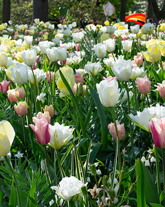 Zmes Nude & White, 100 kusov  